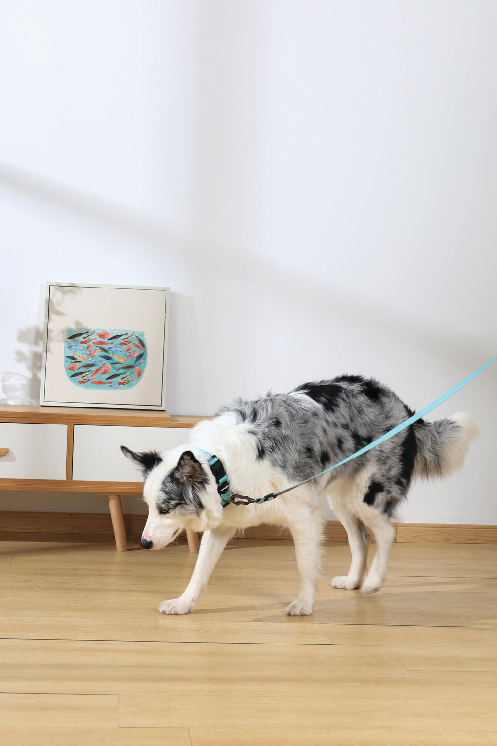 COLLARE GENTILE per CANE Verde