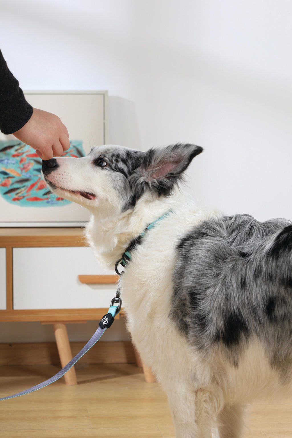 COLLARE GENTILE per CANE Verde
