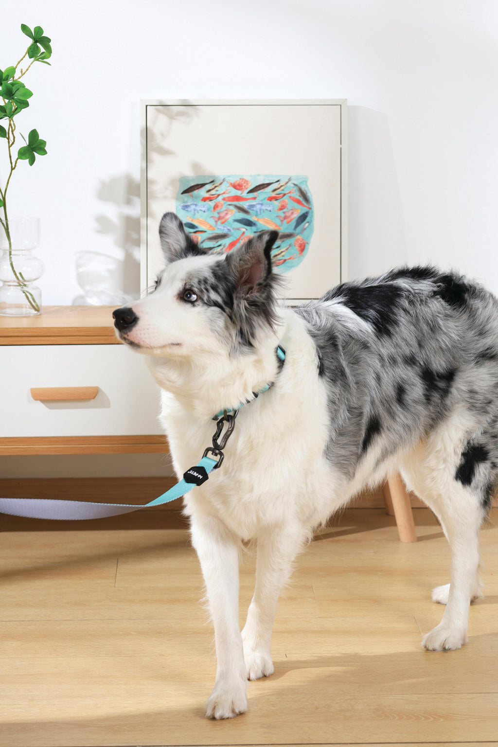 COLLARE GENTILE per CANE Verde