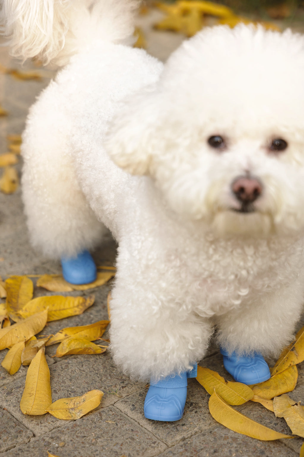 RAINY DAY Dog shoes Blue