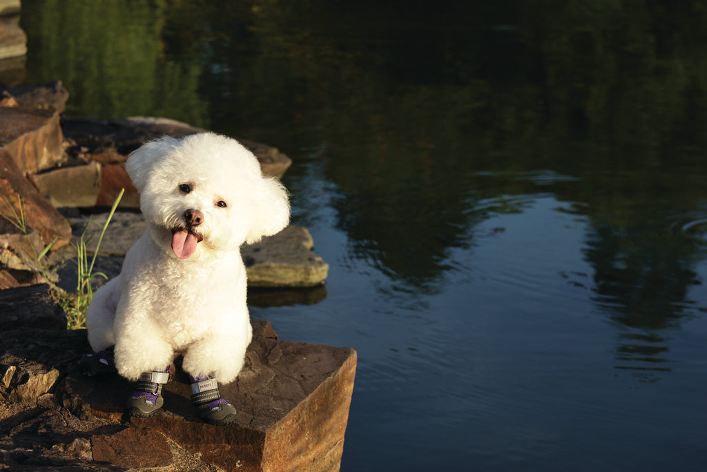 FLEXI SHOES Dog - Purple edition
