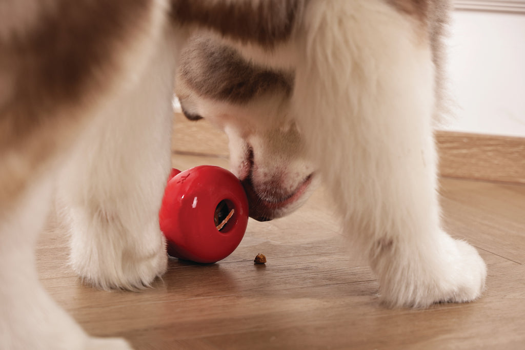 POWER CHEW Dog toy Ruby