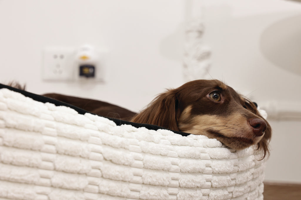 KEEP CALM Calming Pheromone diffuser for DOGS - UK Standard 48ml