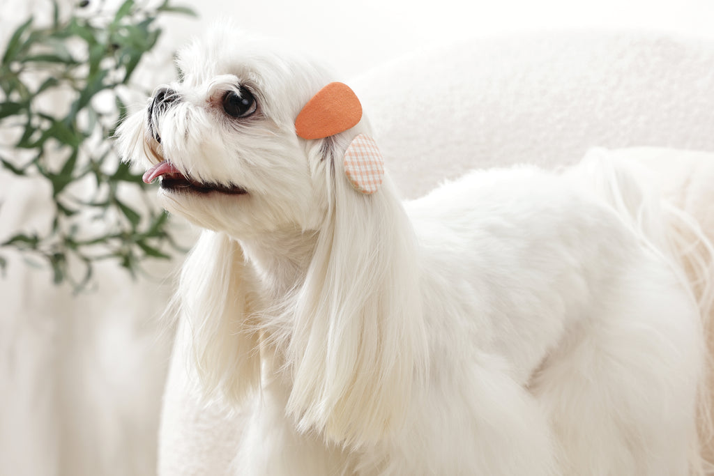 GLAM Accessori per capelli per animali clip - Arancione