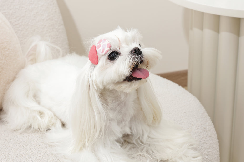 GLAM Accessori per capelli per animali clip - Rosso