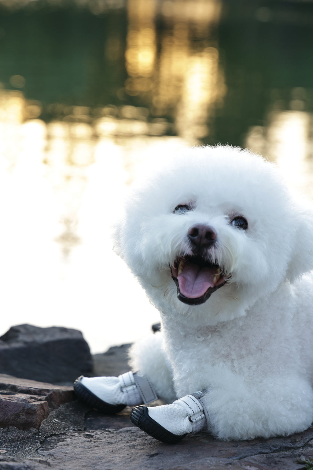 FLEXI SHOES Dog - White edition