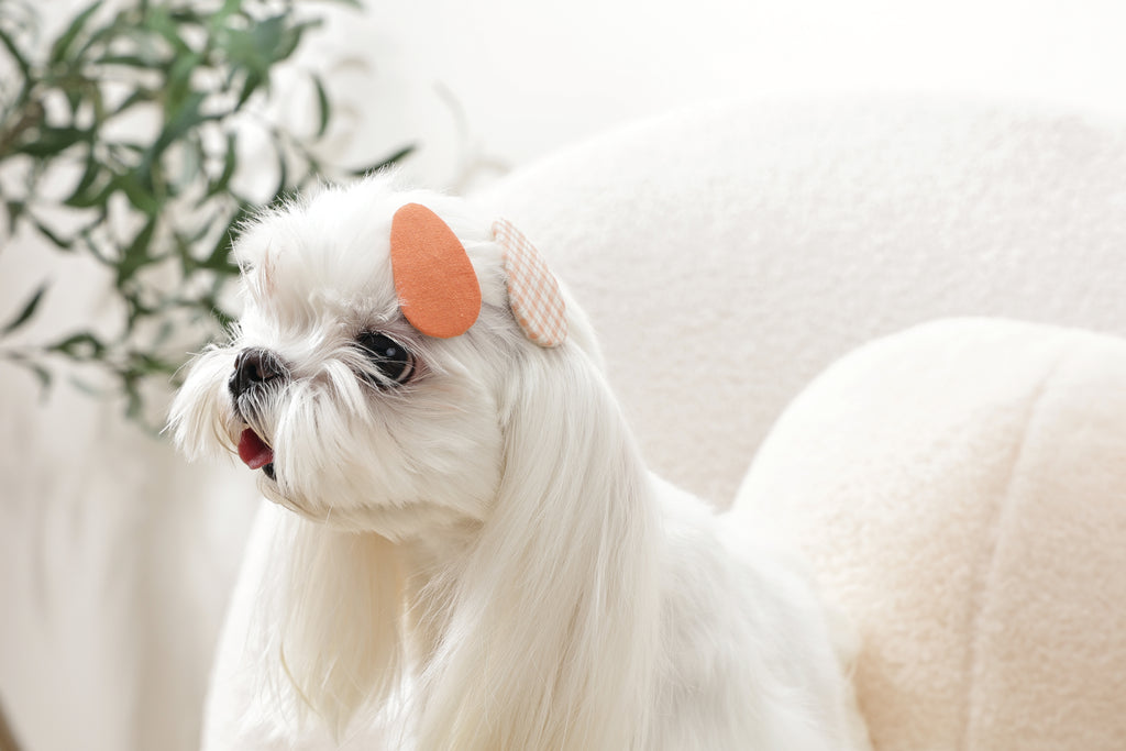 GLAM Accessori per capelli per animali clip - Arancione