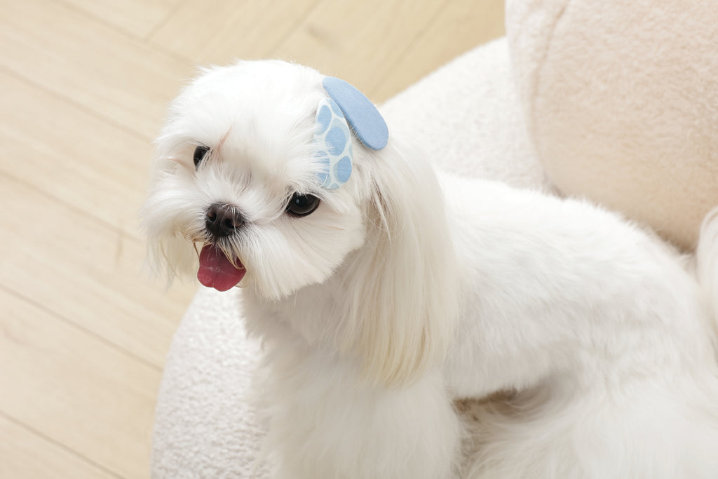 GLAM Accessori per capelli per animali clip - Blu