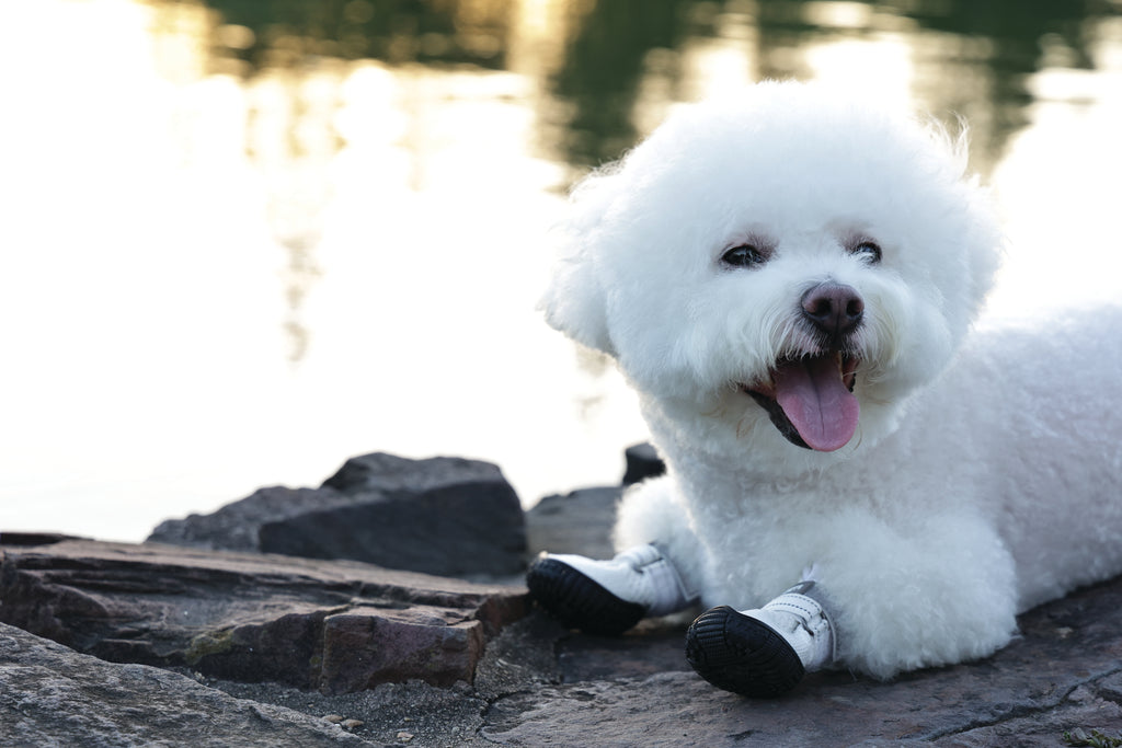 FLEXI SHOES Dog - White edition