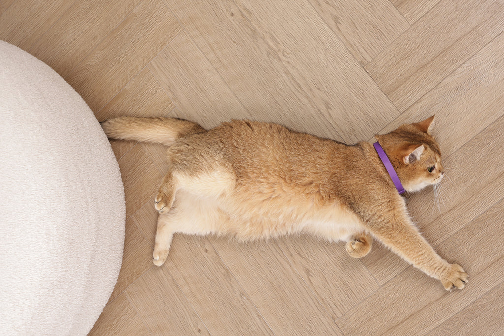 KEEP CALM - Set di collari con feromoni calmanti per gatti 4 pz