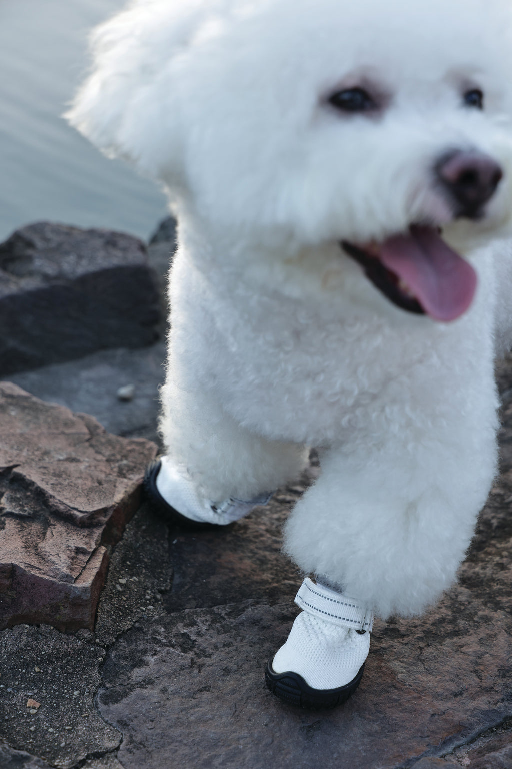 FLEXI SHOES Dog - White edition
