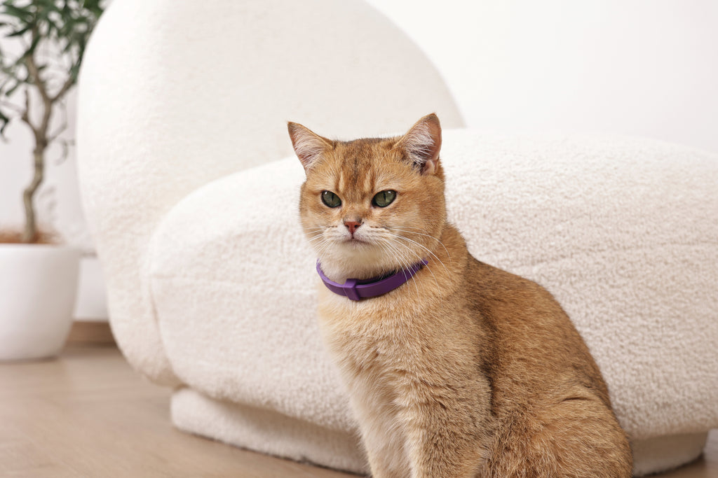 KEEP CALM - Set di collari con feromoni calmanti per gatti 4 pz