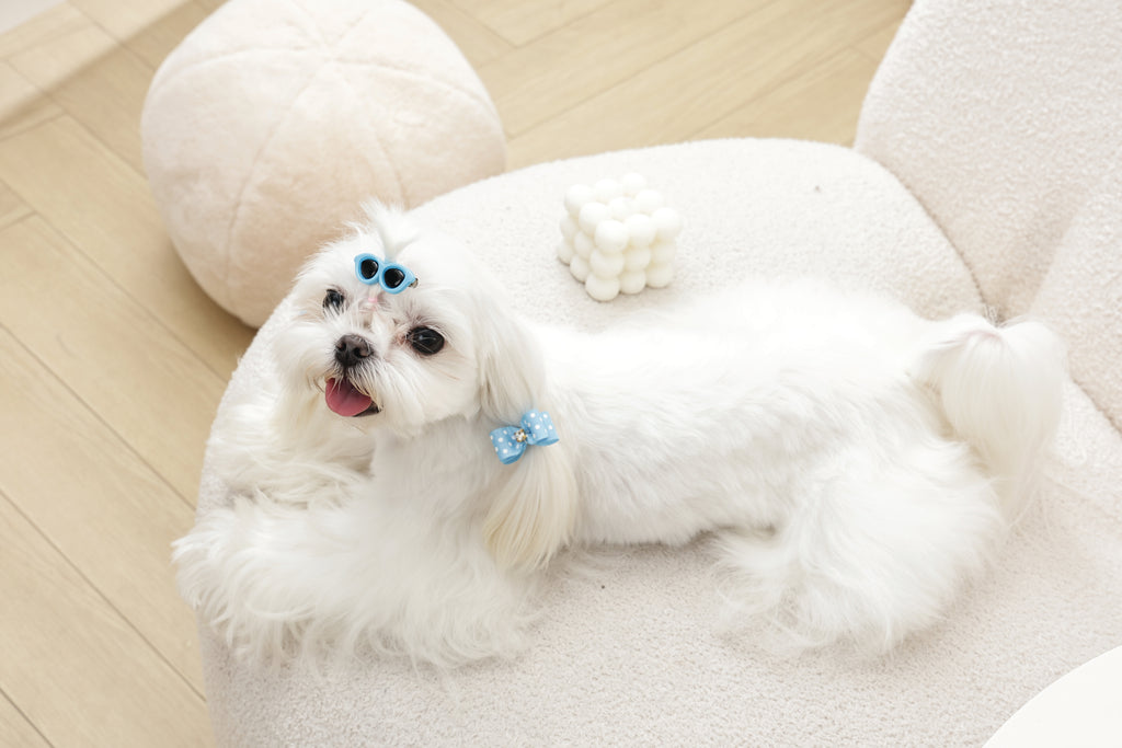 GLAM Accessori per capelli per animali clip e elastico - Blu