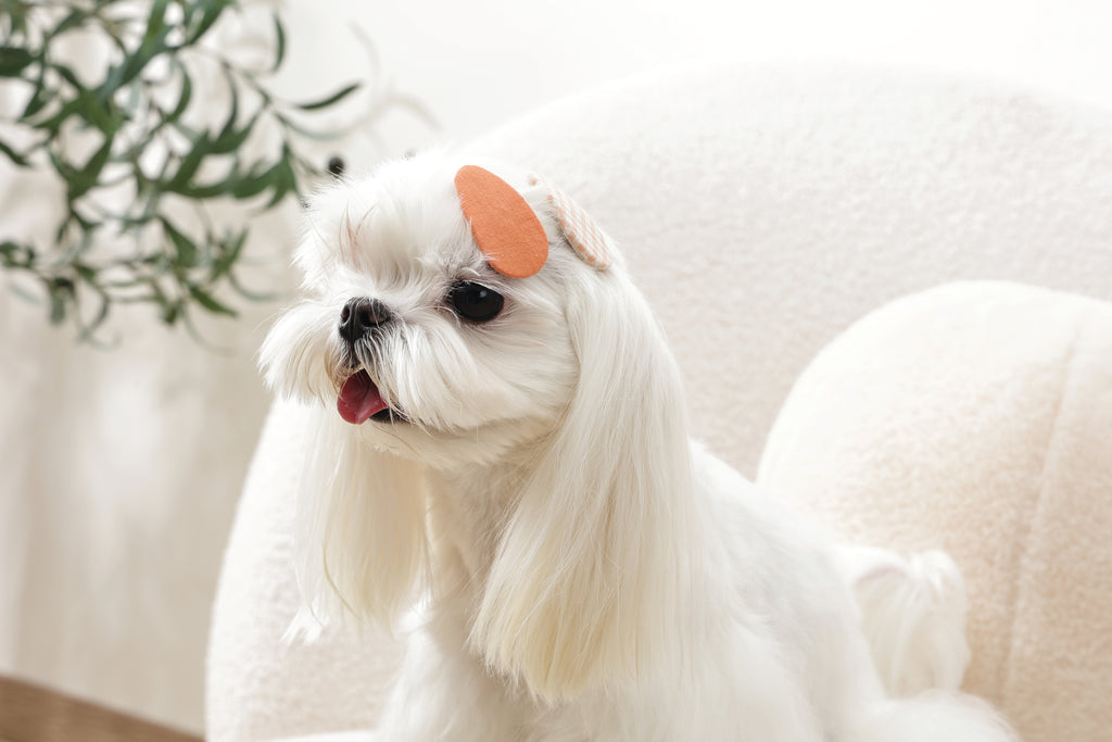 GLAM Accessori per capelli per animali clip - Arancione