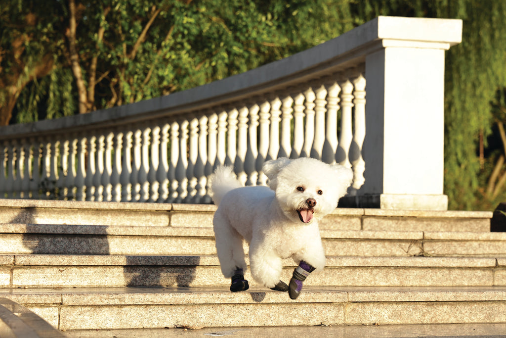 FLEXI SHOES Dog - Purple edition