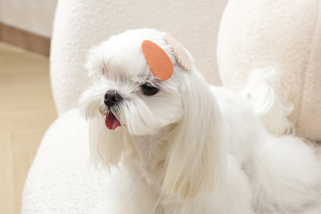 GLAM Accessori per capelli per animali clip - Arancione