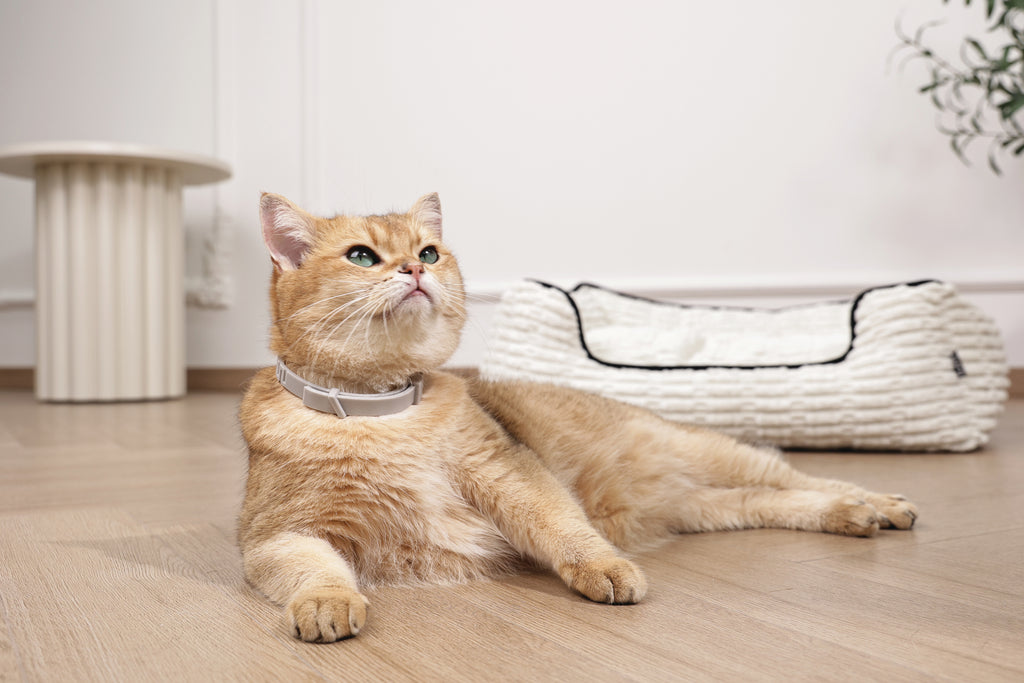 KEEP CALM - Collare con feromoni calmanti per gatti 1 pz