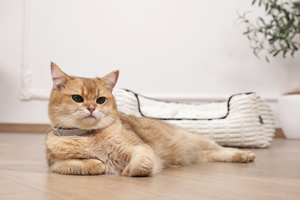 KEEP CALM - Collare con feromoni calmanti per gatti 1 pz