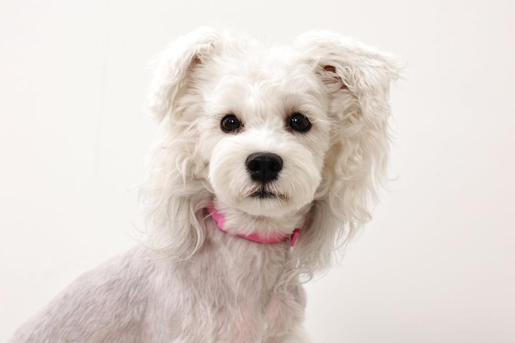 KEEP CALM Calming pheromone collar set for DOGS - 4 pcs