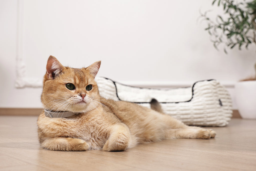 KEEP CALM - Set di collari con feromoni calmanti per gatti 4 pz