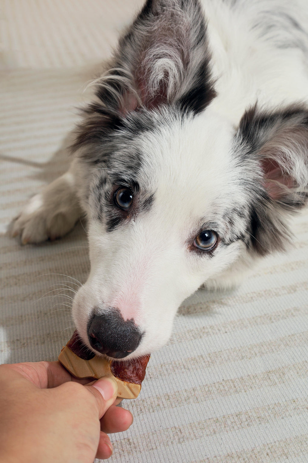 BBQ KINGS - Snack per Cani Bistecca a T-Bone