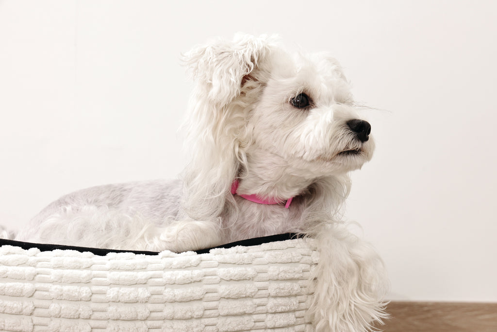 KEEP CALM Calming pheromone collar set for DOGS - 4 pcs