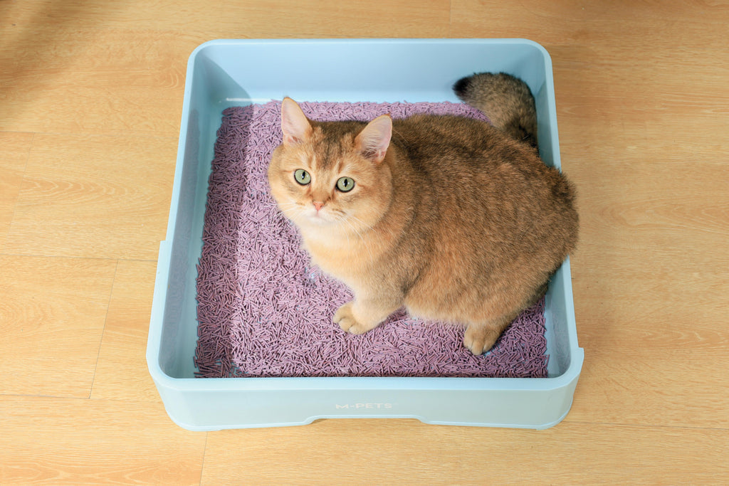 SOYA Lettiera Organica per Gatti Lavanda