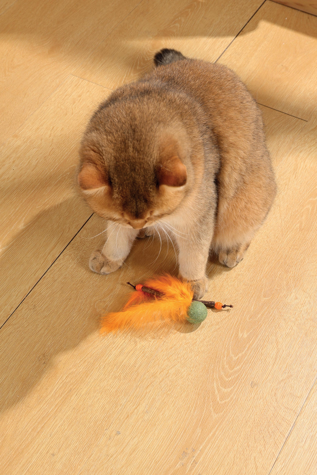 Giocattolo per gatti CHARMY Catnip - BUGBEAR Arancione