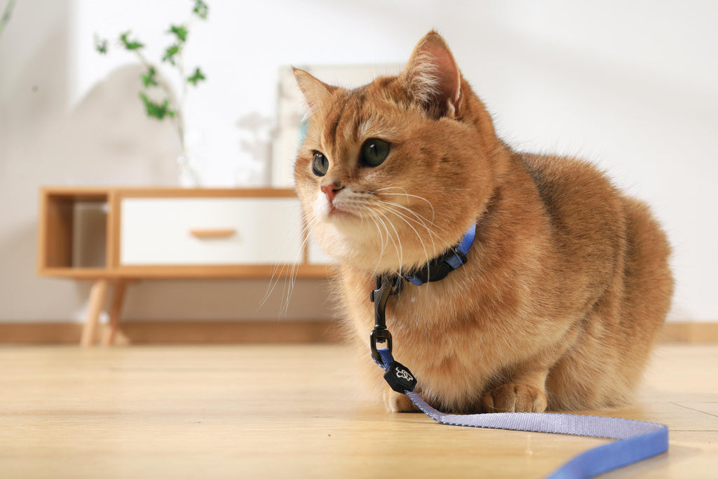 Set Pettorina e Guinzaglio GENTLE CAT Blu Azzurro