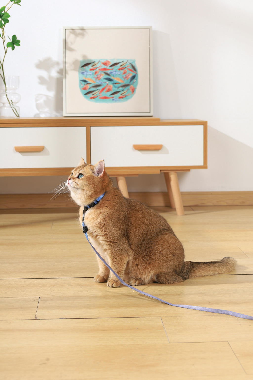 Set Pettorina e Guinzaglio GENTLE CAT Blu Azzurro