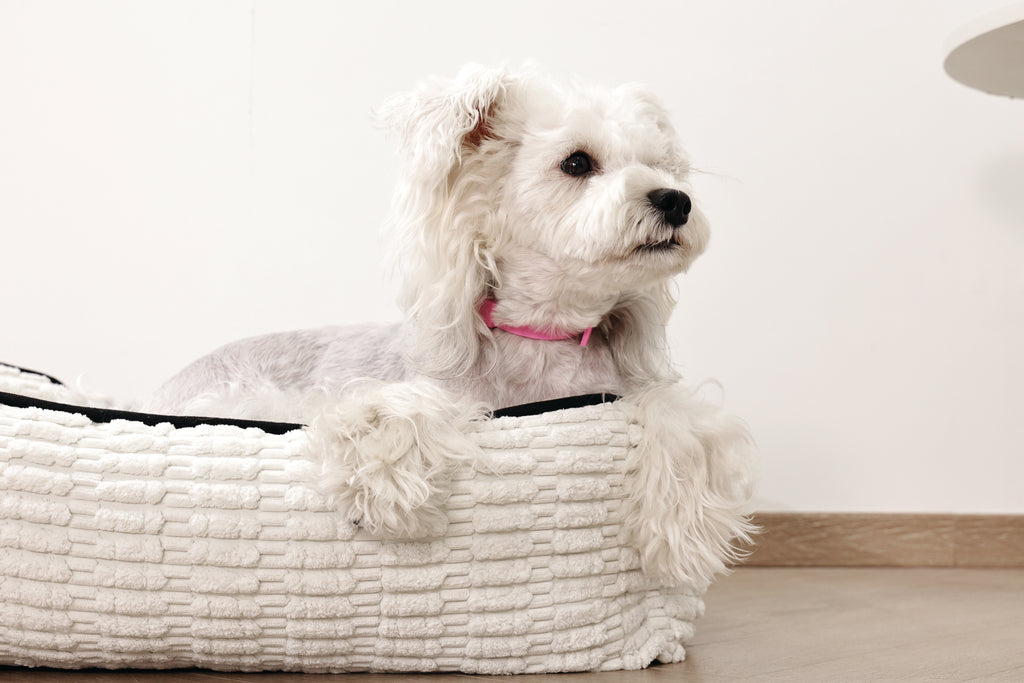 KEEP CALM Calming pheromone collar set for DOGS - 4 pcs