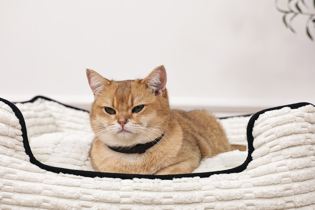 KEEP CALM - Set di collari con feromoni calmanti per gatti 4 pz