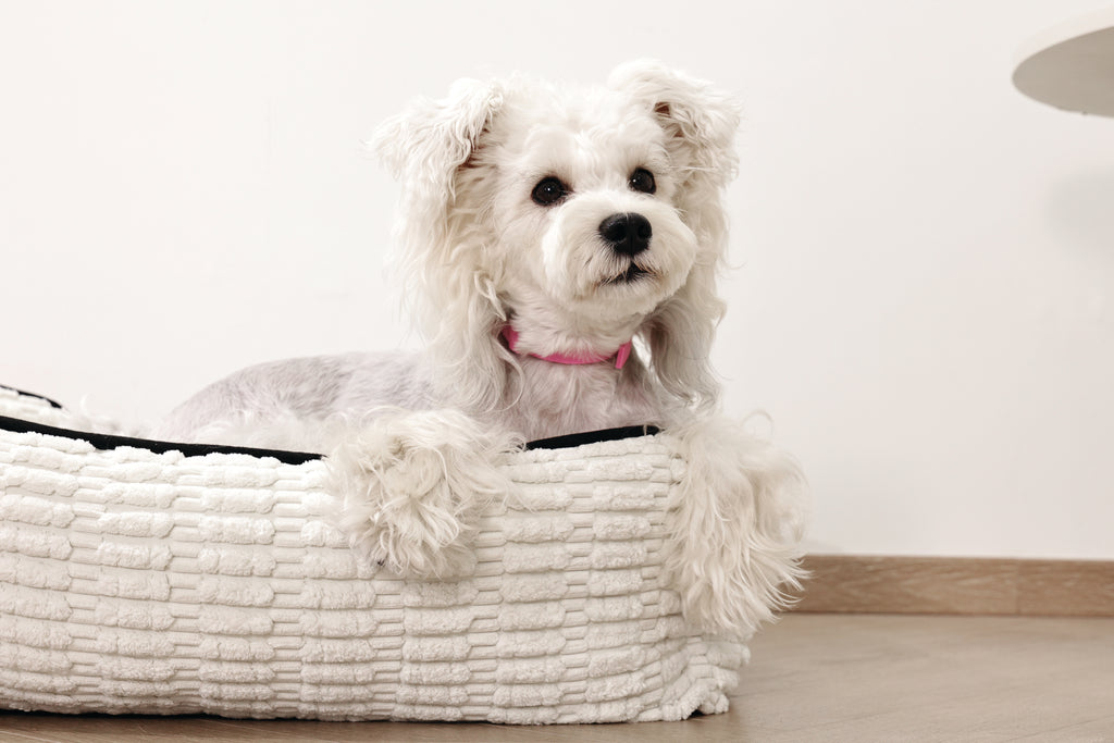 KEEP CALM Calming pheromone collar set for DOGS - 4 pcs