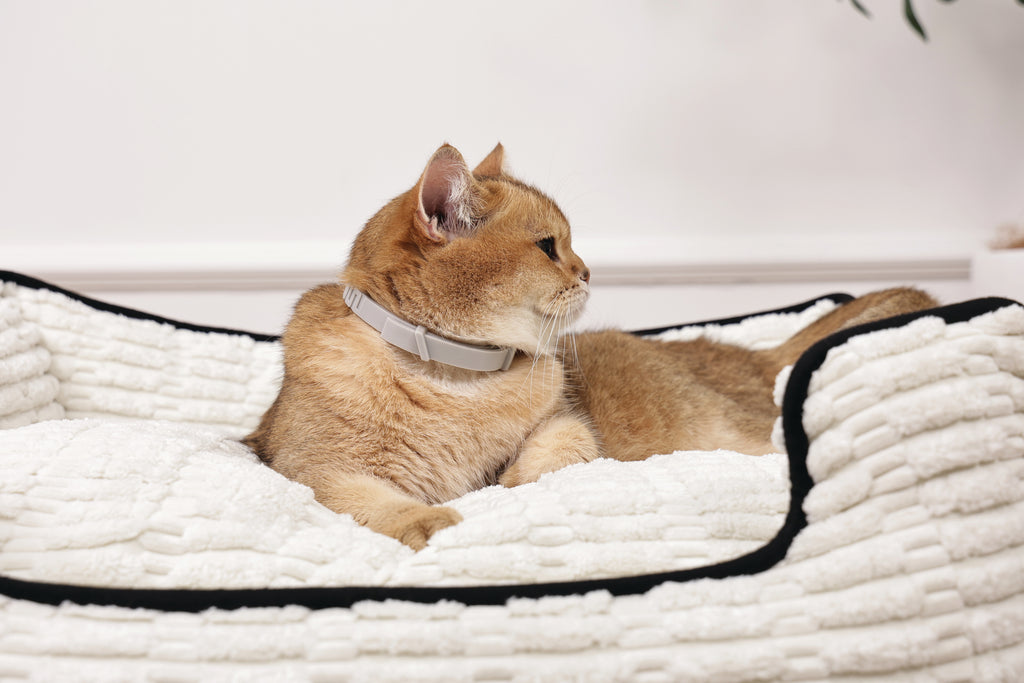 KEEP CALM - Set di collari con feromoni calmanti per gatti 4 pz