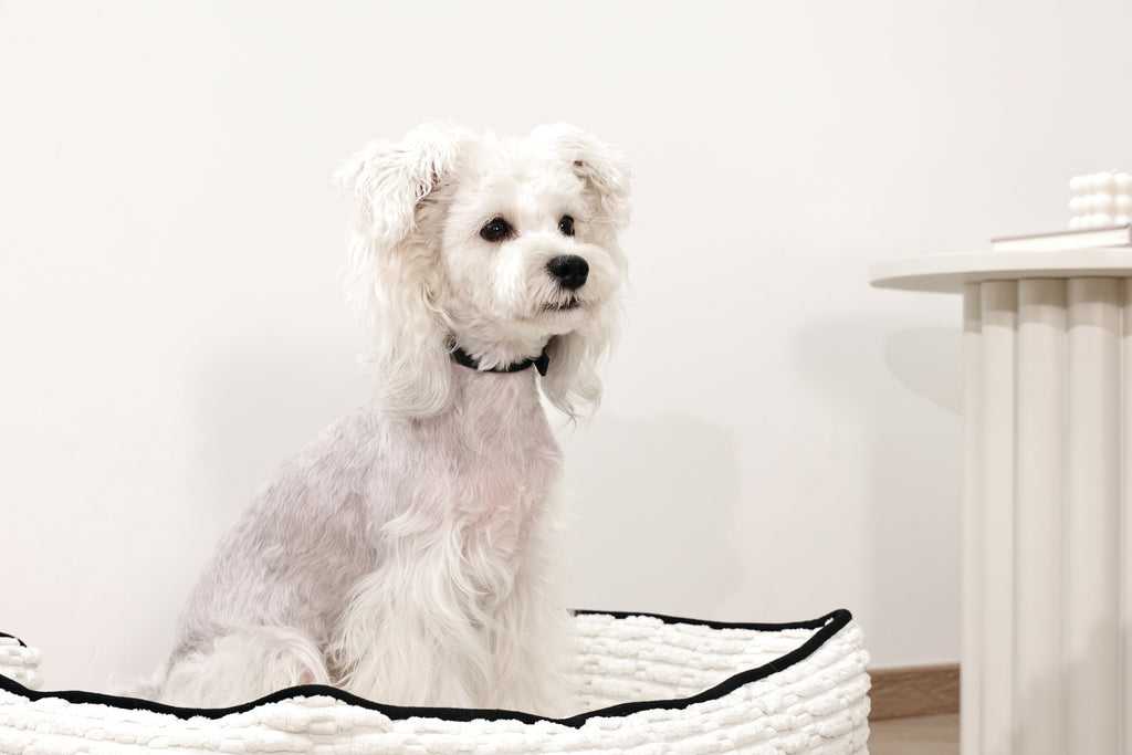 KEEP CALM Calming pheromone collar set for DOGS - 4 pcs