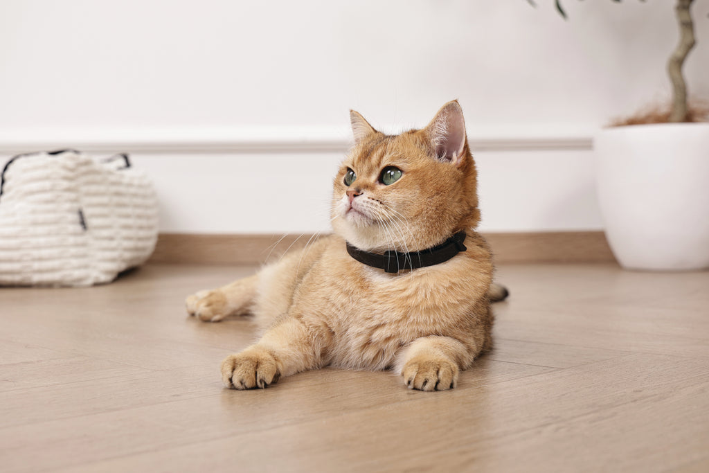 KEEP CALM - Set di collari con feromoni calmanti per gatti 4 pz