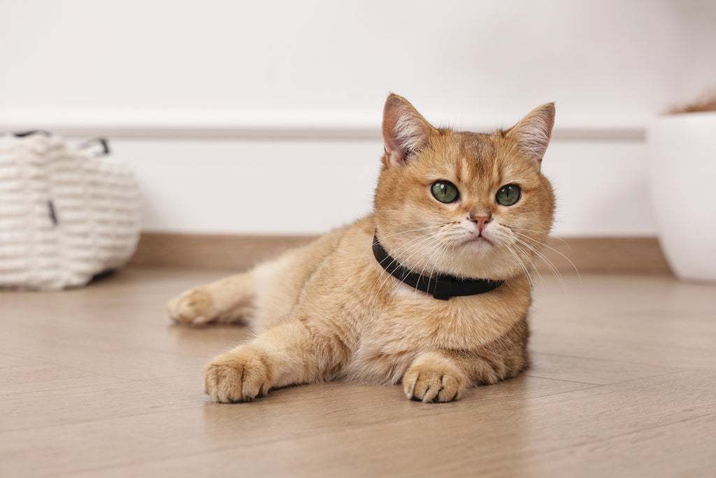 KEEP CALM - Set di collari con feromoni calmanti per gatti 4 pz