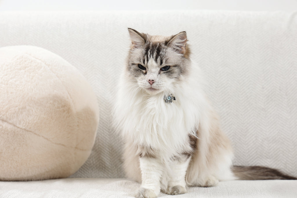 GLAM Accessori per capelli per animali clip a forma di fiore - Rosa e Bianco