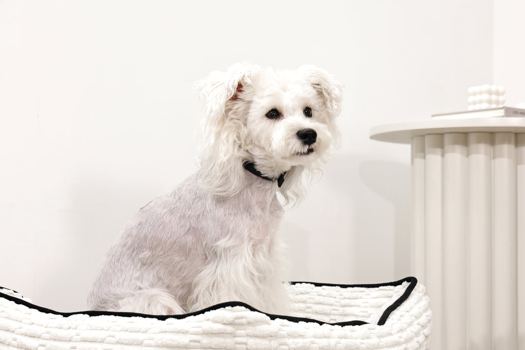KEEP CALM Calming pheromone collar set for DOGS - 4 pcs