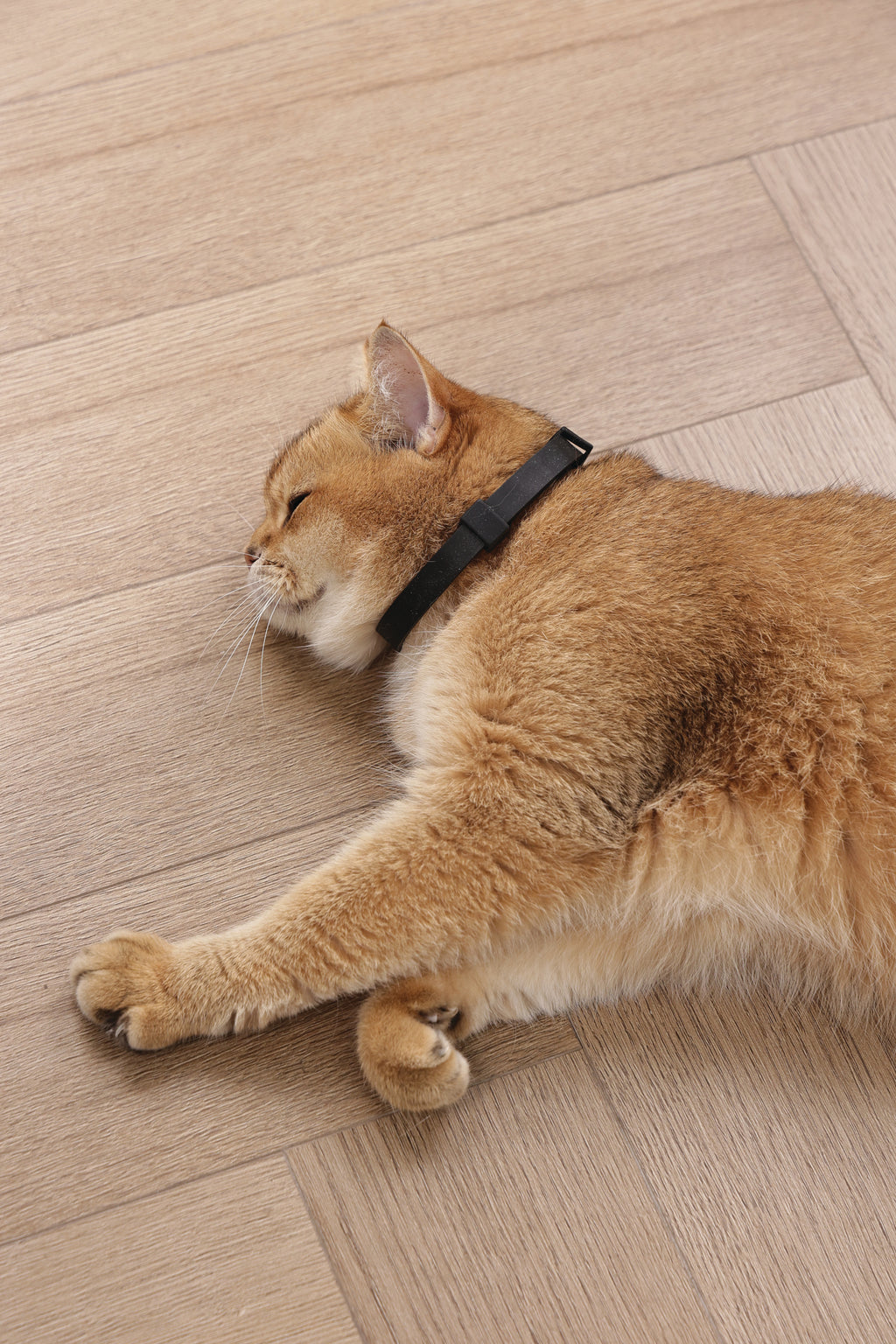 KEEP CALM - Set di collari con feromoni calmanti per gatti 4 pz