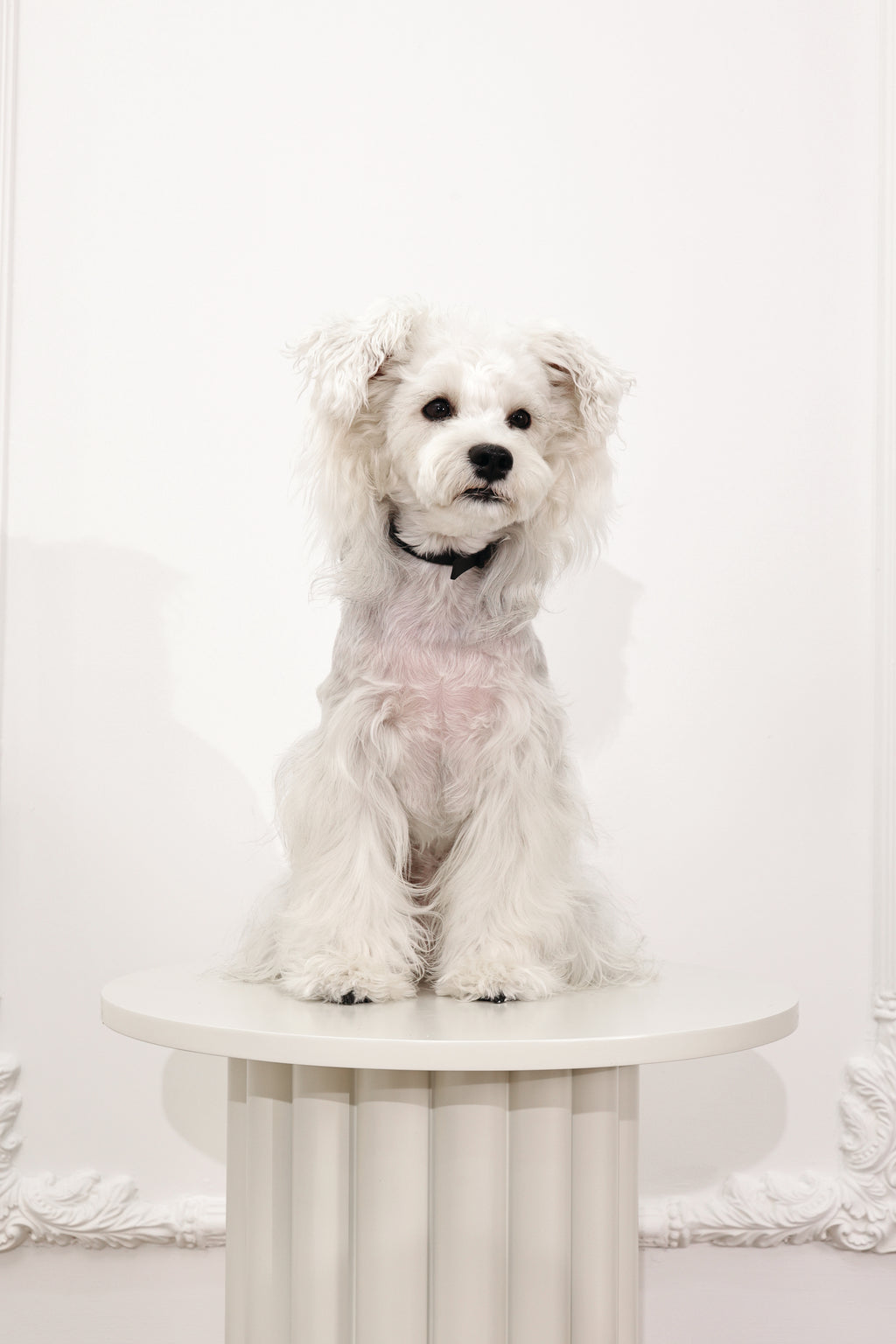 KEEP CALM Calming pheromone collar set for DOGS - 4 pcs