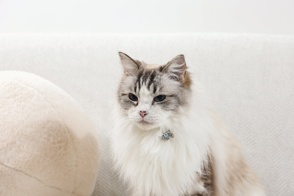 GLAM Accessori per capelli per animali clip a forma di fiore - Rosa e Bianco