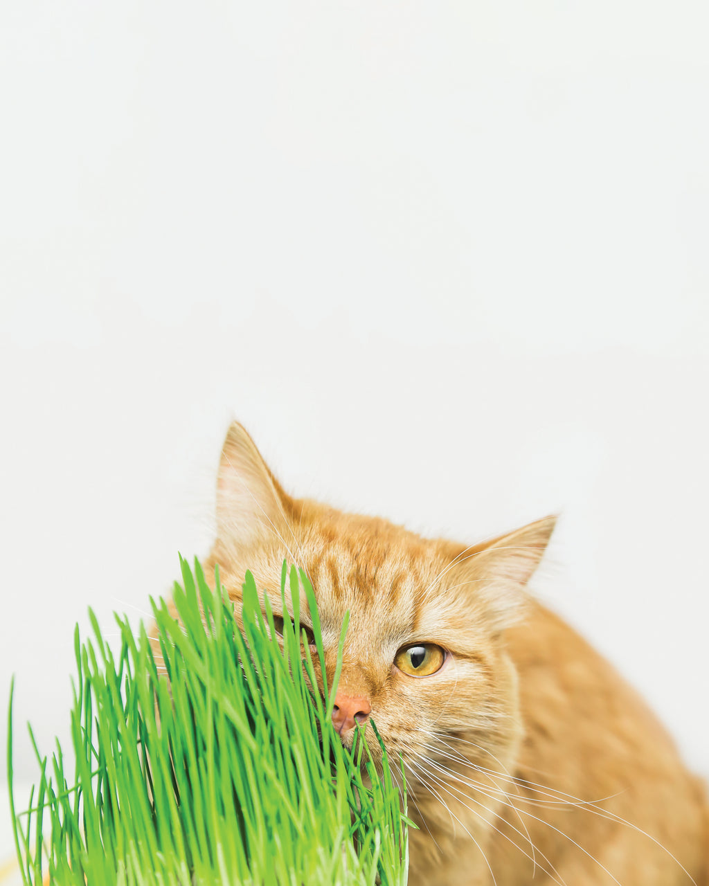 ERBA GATTO GROW