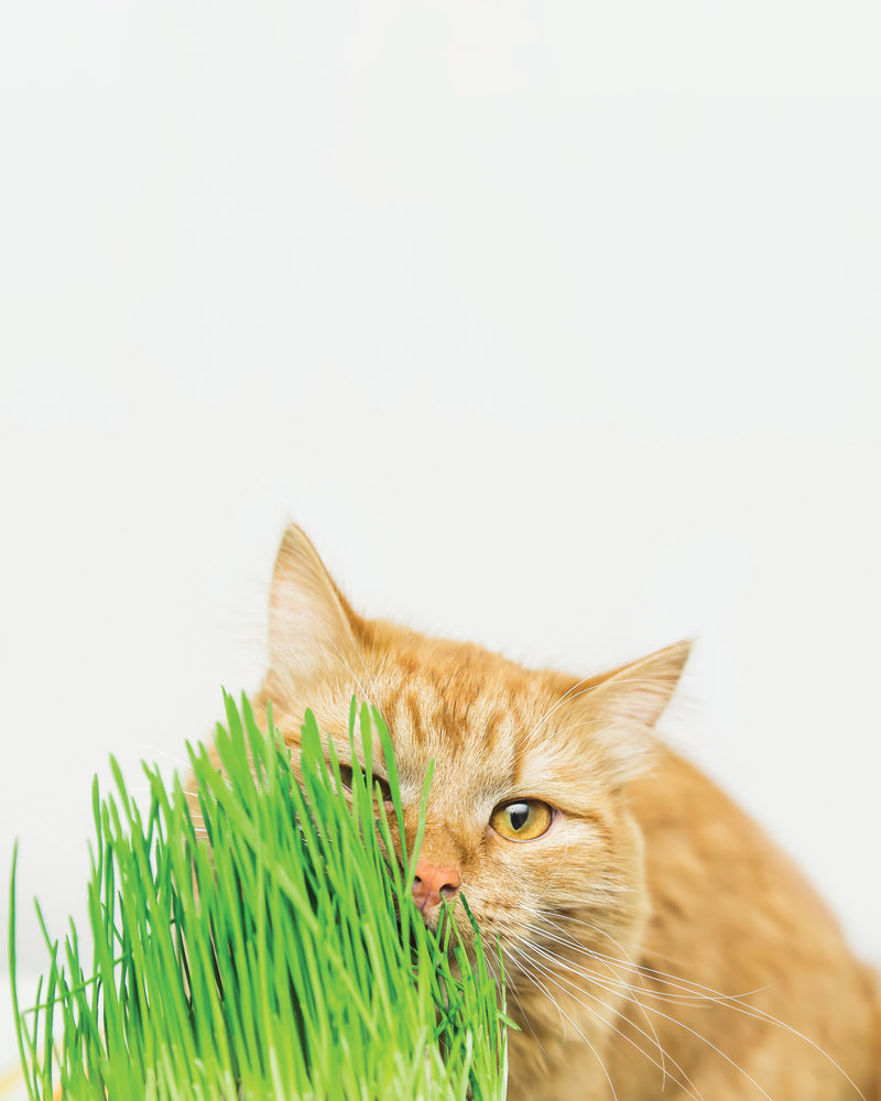 ERBA GATTO GROW