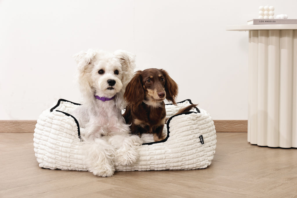 KEEP CALM Calming pheromone collar set for DOGS - 4 pcs