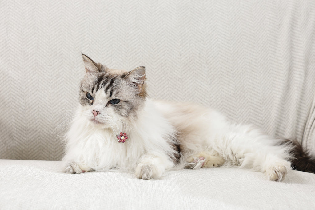 GLAM Accessori per capelli per animali clip a forma di fiore - Rosa e Bianco
