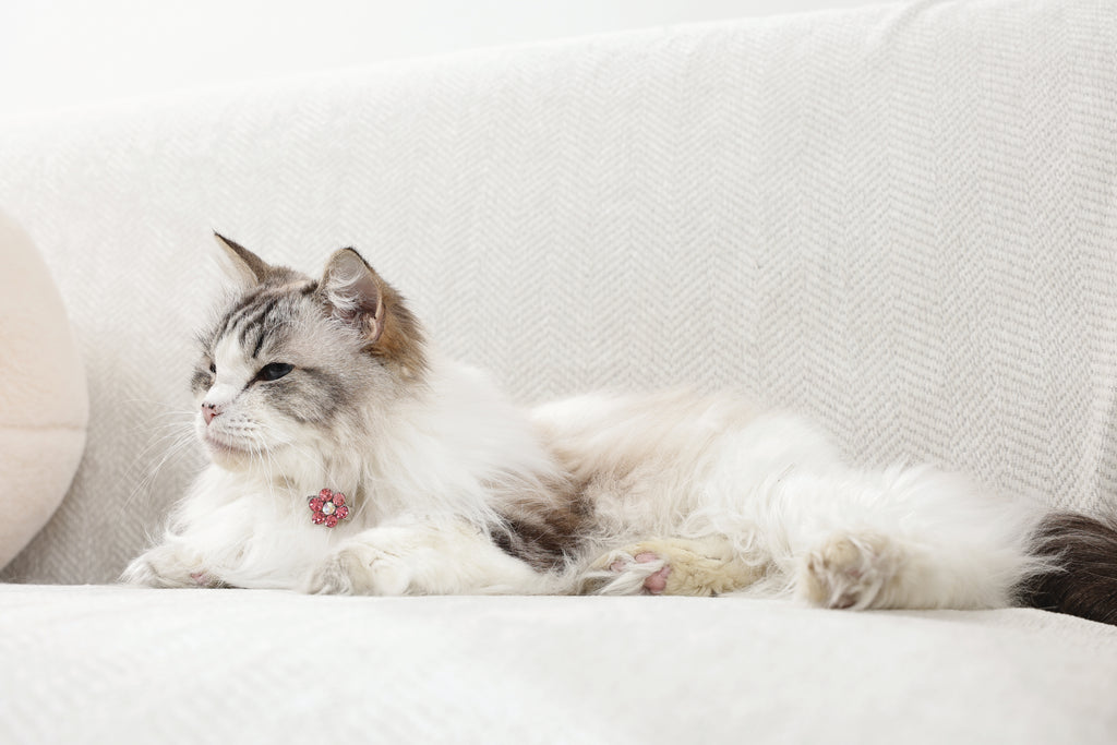 GLAM Accessori per capelli per animali clip a forma di fiore - Rosa e Bianco