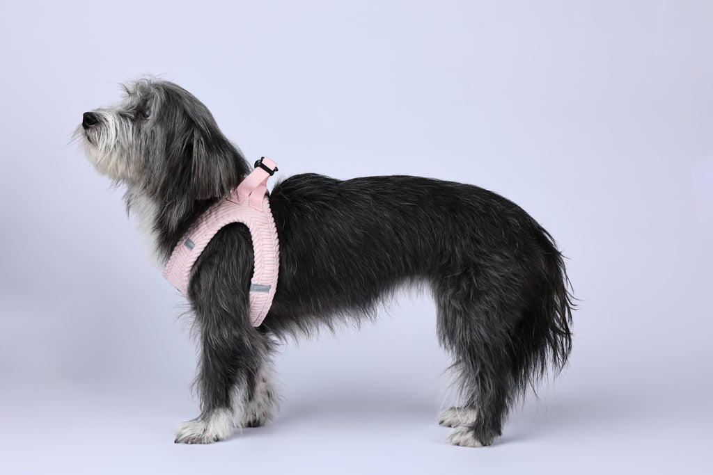 VELVET Dog harness Petal Pink