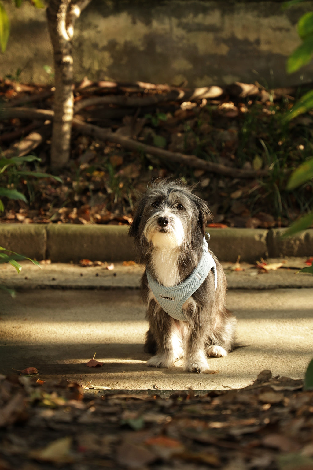 VELVET Dog harness Dusty Blue