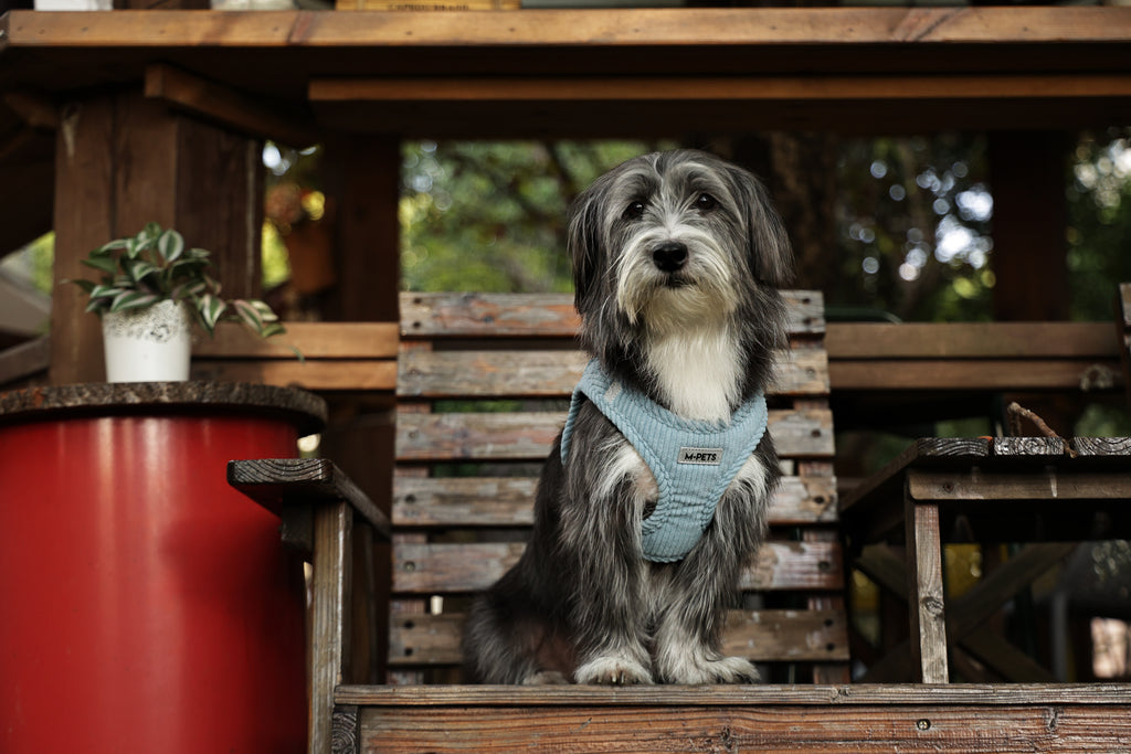 VELVET Dog harness Dusty Blue